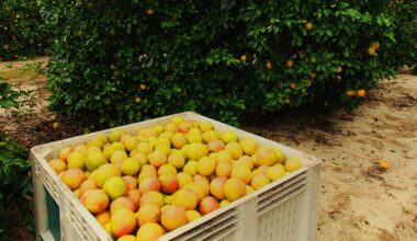 Alico continues to reinvent itself year after it exits citrus industry