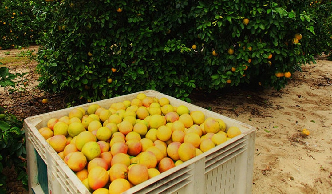 Alico continues to reinvent itself year after it exits citrus industry