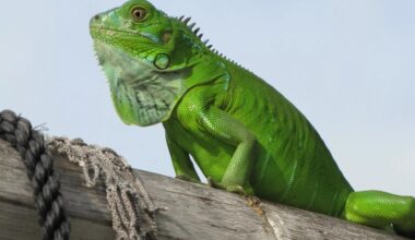 profile view of the front half of a fine looking green iguana (nice dewlap!) perched on what looks like a dock railing