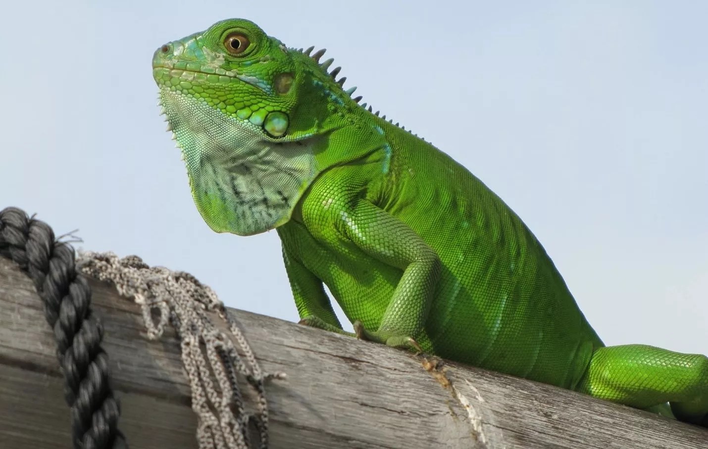 profile view of the front half of a fine looking green iguana (nice dewlap!) perched on what looks like a dock railing