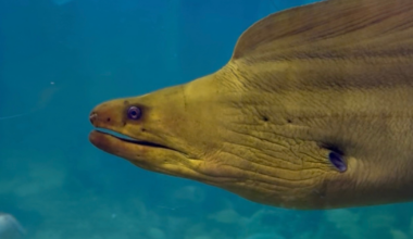 Hundreds of marine animals from Miami Seaquarium find new home at Children's Aquarium Dallas