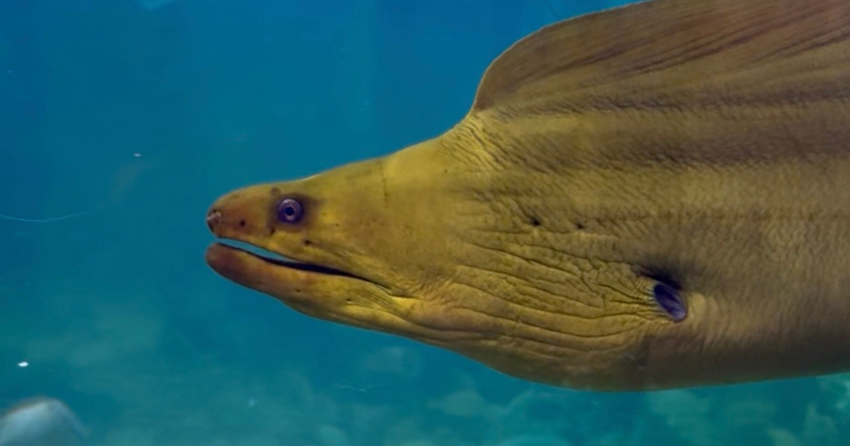 Hundreds of marine animals from Miami Seaquarium find new home at Children's Aquarium Dallas