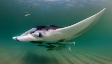 Manta rays create mobile ecosystems, study finds