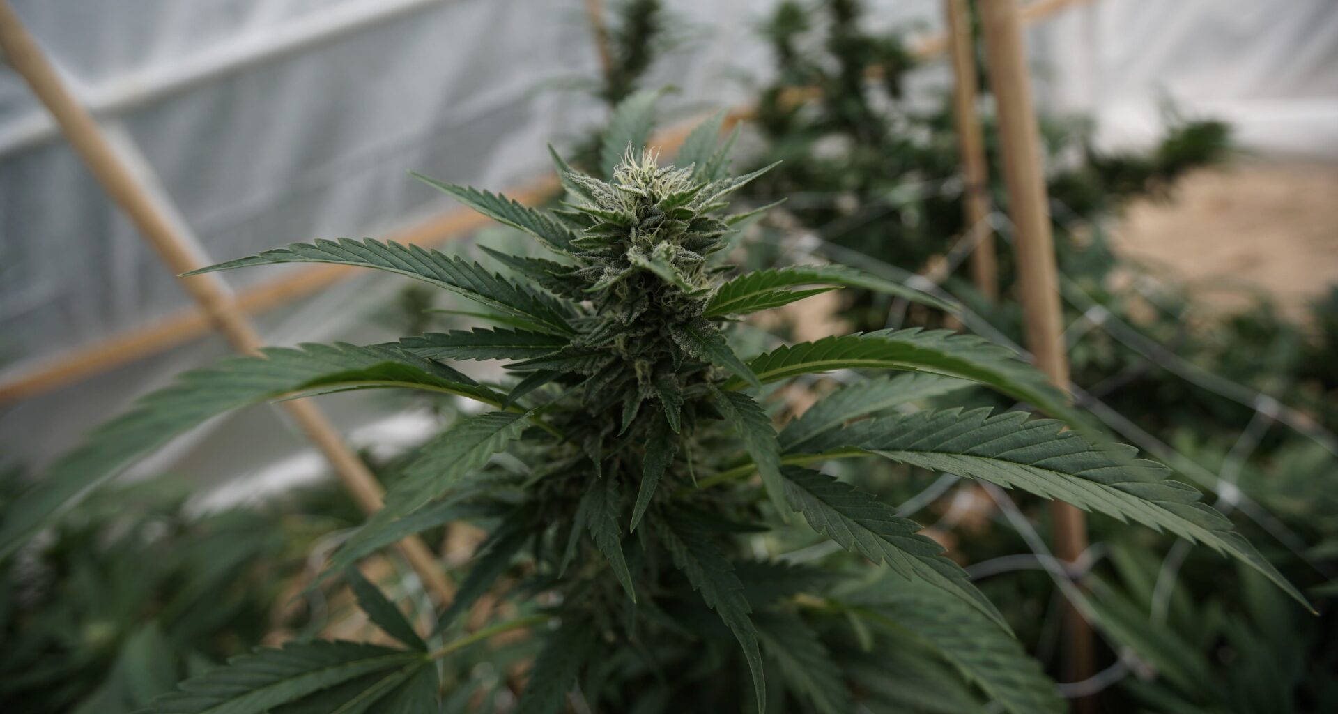 Florida Bills Would Reduce Medical Marijuana Fees For Military Veterans And Ban Public Smoking