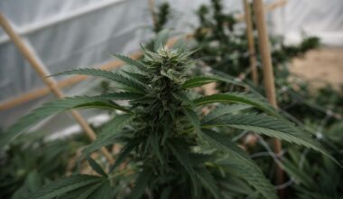 Florida Bills Would Reduce Medical Marijuana Fees For Military Veterans And Ban Public Smoking