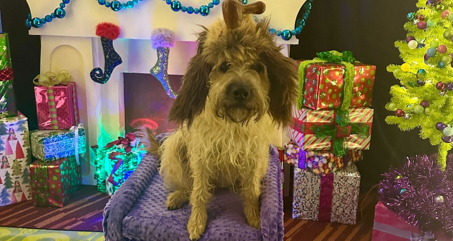 Max The Dog Casting Process Revealed For Grinchmas at Universal Orlando Resort