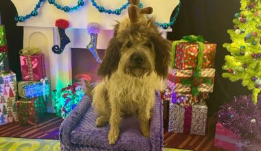 Max The Dog Casting Process Revealed For Grinchmas at Universal Orlando Resort