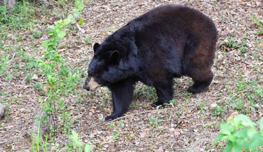 The first Florida bear hunting season in ten years kicked off Saturday. Permits were distributed to those in favor and against the hunt. (FILE IMAGE)