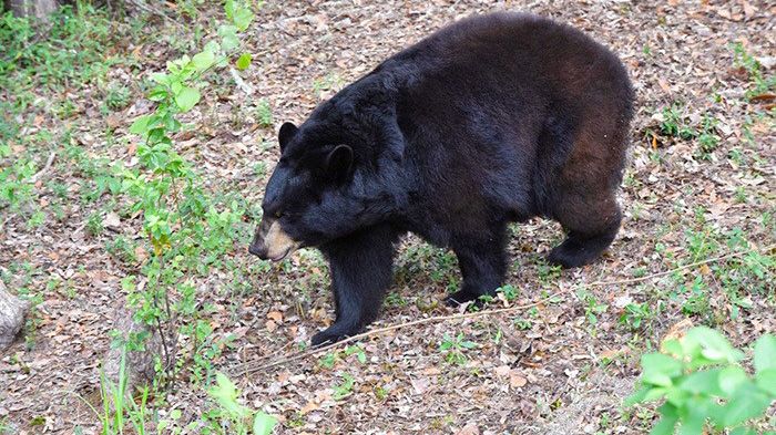 Florida black bear. (FWC)