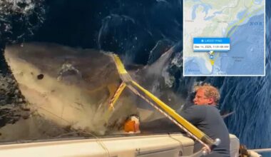 Largest male shark Contender spotted moving south near Florida Georgia line