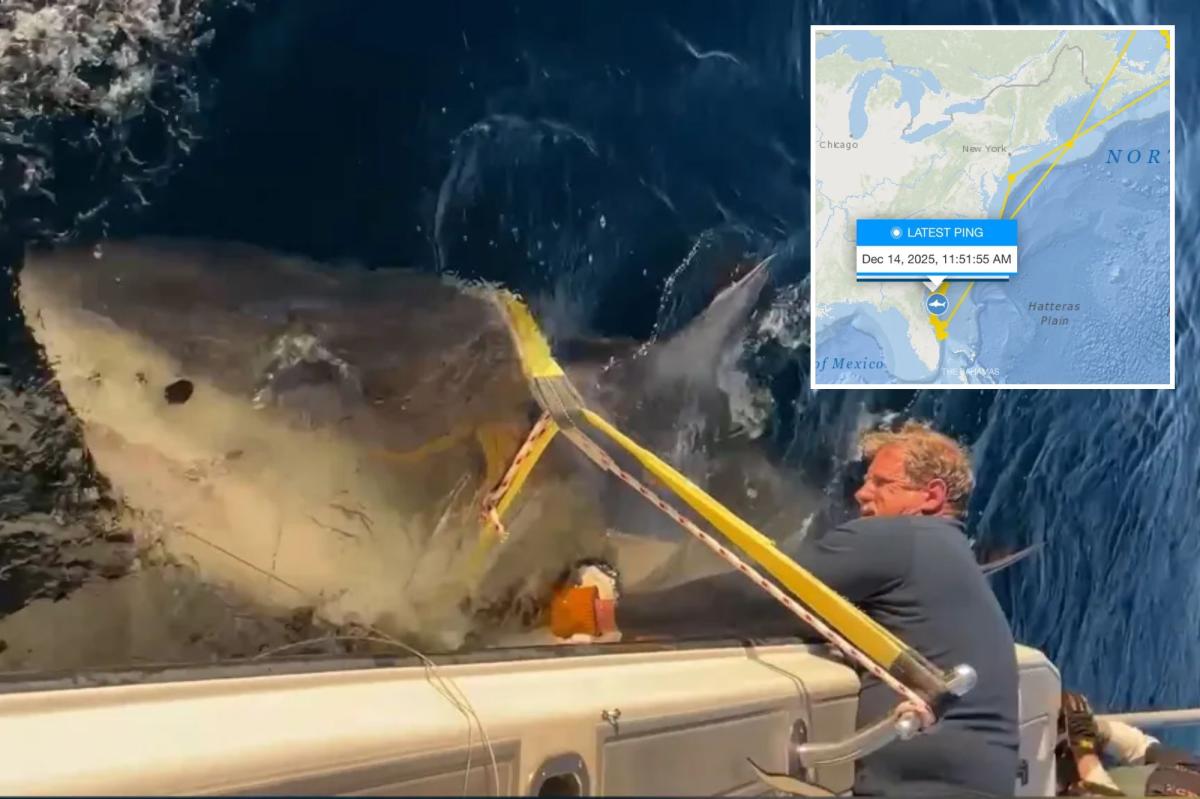 Largest male shark Contender spotted moving south near Florida Georgia line