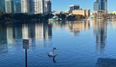 12 swans found dead at Lake Eola Park