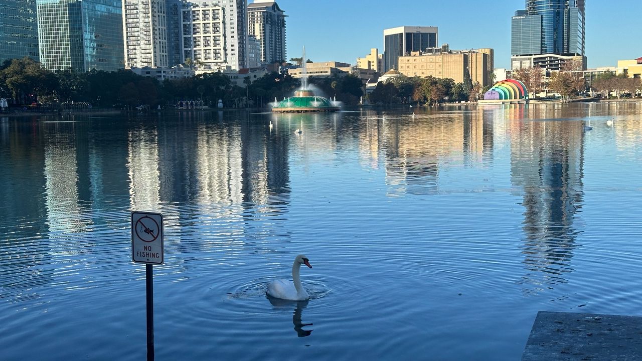 12 swans found dead at Lake Eola Park