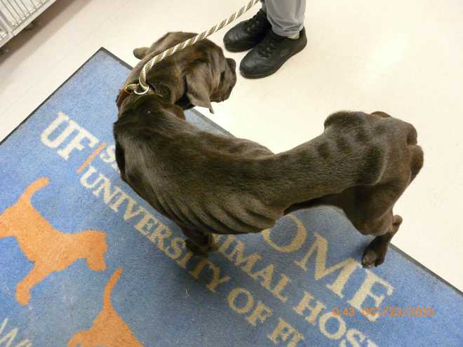 florida woman arrested for animal cruelty