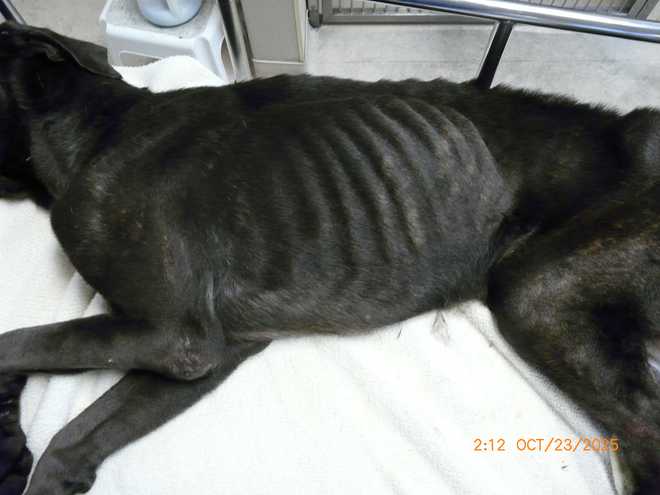animal cruelty case in marion county