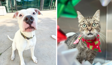 Broward County Animal Care Highlights Pearla and Frisky as Pets of the Week – Parkland Talk