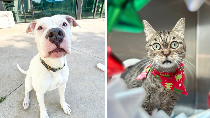 Broward County Animal Care Highlights Pearla and Frisky as Pets of the Week – Parkland Talk
