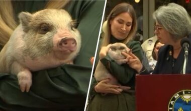 Miami-Dade mayor pardons pig, named 6-7, before the holidays – NBC 6 South Florida