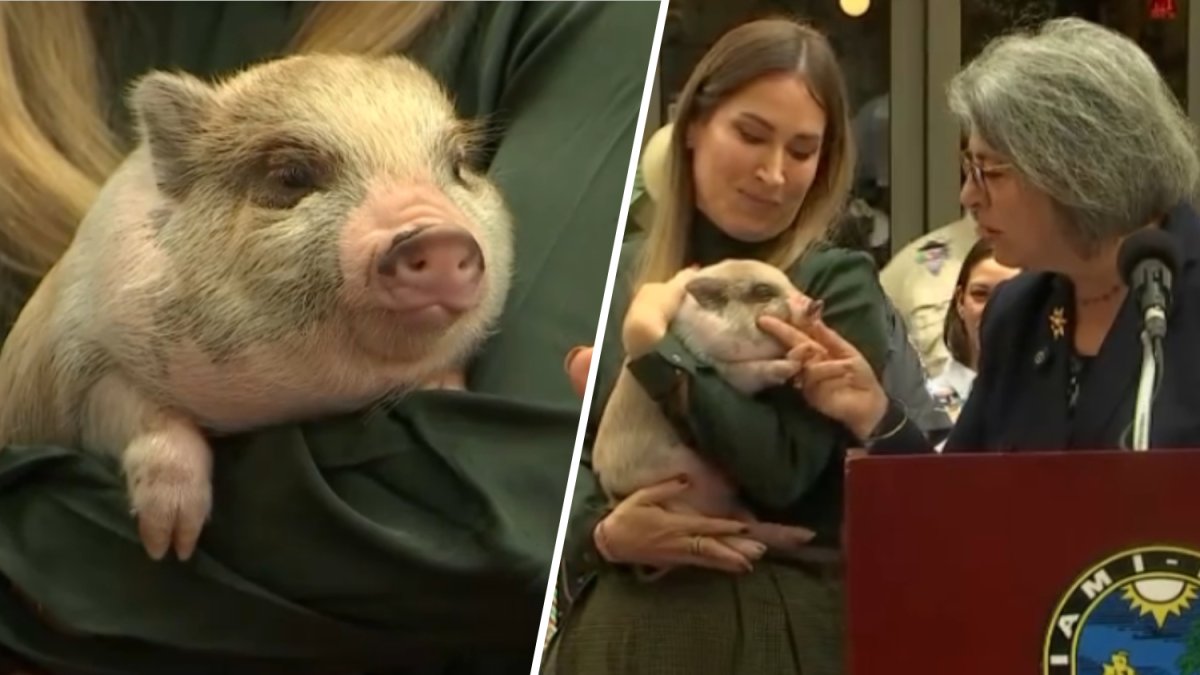 Miami-Dade mayor pardons pig, named 6-7, before the holidays – NBC 6 South Florida