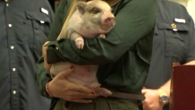 Miami-Dade mayor to pardon pig, named 6-7, before the holidays