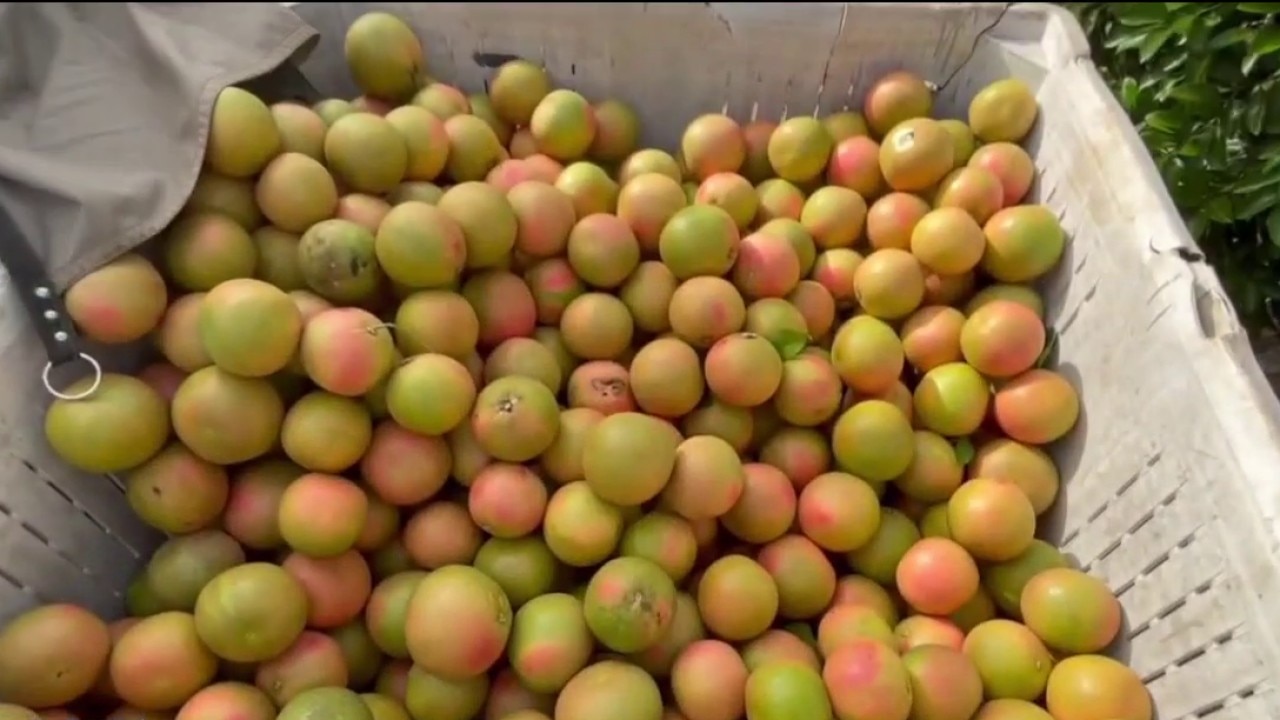 Citrus groves thriving after years of decline