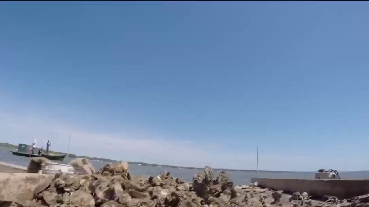 Can Florida's oyster industry make a comeback?