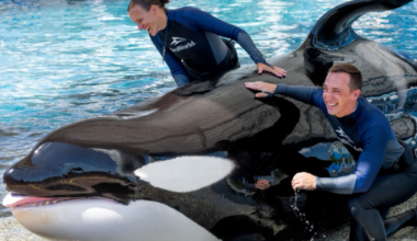 SeaWorld mourns loss of beloved killer whale after nearly 40 years