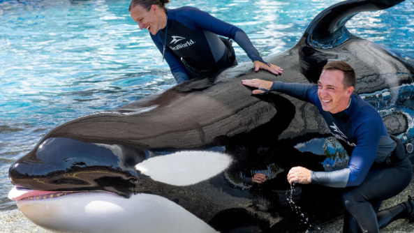 SeaWorld mourns loss of beloved killer whale after nearly 40 years