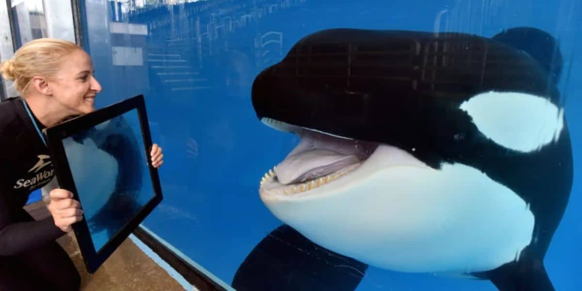 A SeaWorld trainer holds up a mirror to an orca in a tank