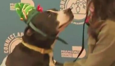 Meet Draco: Miami-Dade shelter dog hopes for a Christmas miracle and forever home
