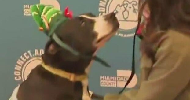 Meet Draco: Miami-Dade shelter dog hopes for a Christmas miracle and forever home