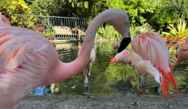 Florida lawmakers push to make the flamingo the state bird
