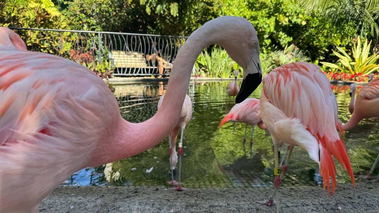 Florida lawmakers push to make the flamingo the state bird
