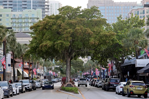 Black olive trees line the median along Fort Lauderdale's Las Olas Boulevard on May 20, 2024. A long-planned makeover would do away with all 15 trees and the median. (John McCall/South Florida Sun Sentinel)