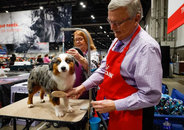 Gary and Sheila Hoskins get their 3-year-old Mini American Shepherd, Jordan, ready to take on the competition in the herding division at the Orange County Convention Center in Orlando on Friday, December 12, 2025. Sheila Hoskins said that "the size of the show and the amount of dogs competing could be intimidating to someone new to presenting." However, she added that their experience competing as much as twice a month with Jordan, who is a bronze champion, makes it an exciting show to be part of.(Rich Pope/Orlando Sentinel)