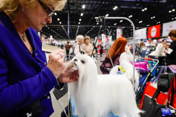 Mary Ann Archuleta does some fine detailing to 2-year-old Maltese Lux before heading into the ring to compete at the AKC National Championship at the Orange County Convention Center in Orlando on Friday, December 12, 2025.(Rich Pope/Orlando Sentinel)