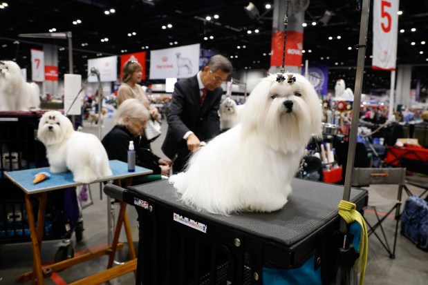 A group of Maltese are ready and waiting their turn to compete at the AKC National Championship at the Orange County Convention Center in Orlando on Friday, December 12, 2025.(Rich Pope/Orlando Sentinel)