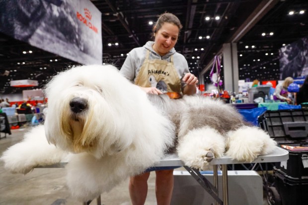 Old English Sheepdog Sawyer Truman gets his coat brushed out by owner Ashley Olt from Haddon Heights, New Jersey, at the AKC National Championship at the Orange County Convention Center in Orlando on Friday, December 12, 2025. Olt said that getting ready for the show takes about three hours of detailed teasing and an additional three hours to dry him out to get 3-year-old Sawyer Truman, a Conformation Grand Champion, ready for the ring. "People don't know how much product goes into these dogs a lot of hairspray, cornstarch, and chalk to make them look like they do in the ring and on TV," said Olt. Billed as North America's largest dog show, with over 5,500 competition dogs from all 50 states and around the world competing for a top prize of $50,000, the event is taking place at the Orange County Convention Center through Sunday. (Rich Pope/Orlando Sentinel)