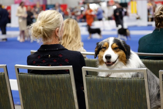Bruni, a 3-year-old Australian Shepherd, is such a good boy as he and handler Jen Niebauer watch and size up the competition of the other Australian Shepherds in the ring at the Orange County Convention Center in Orlando on Friday, December 12, 2025. (Rich Pope/Orlando Sentinel)