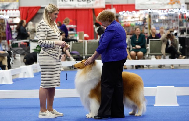 Competition Judge Vicki Sandage gives a Collie in the rough category a thorough look-over at the AKC National Championship at the Orange County Convention Center in Orlando on Friday, December 12, 2025. (Rich Pope/Orlando Sentinel)