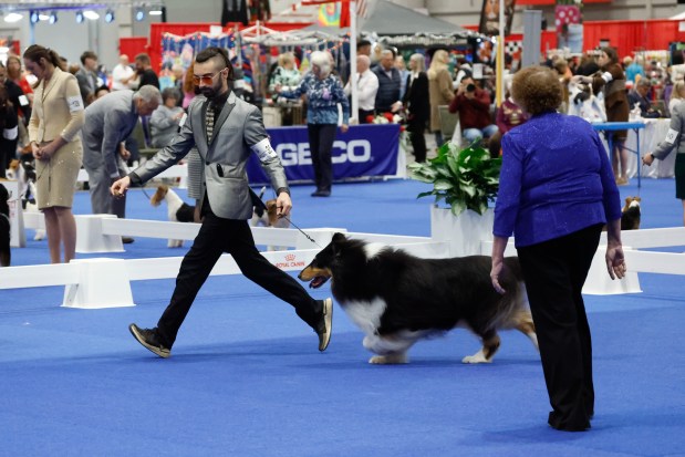 Competition Judge Vicki Sandage gives a Collie in the rough category a thorough look-over at the AKC National Championship at the Orange County Convention Center in Orlando on Friday, December 12, 2025. (Rich Pope/Orlando Sentinel)