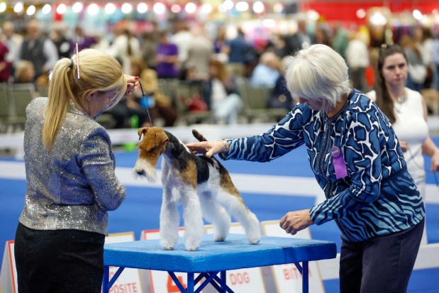 Competition Judge Patsy Hollings gives a Wire Fox Terrier a thorough look-over at the AKC National Championship at the Orange County Convention Center in Orlando on Friday, December 12, 2025. (Rich Pope/Orlando Sentinel)