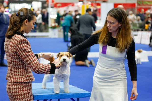 Competition Judge Katherine Alexandra Wright gives a Russell Terrier a thorough look-over at the AKC National Championship at the Orange County Convention Center in Orlando on Friday, December 12, 2025. (Rich Pope/Orlando Sentinel)