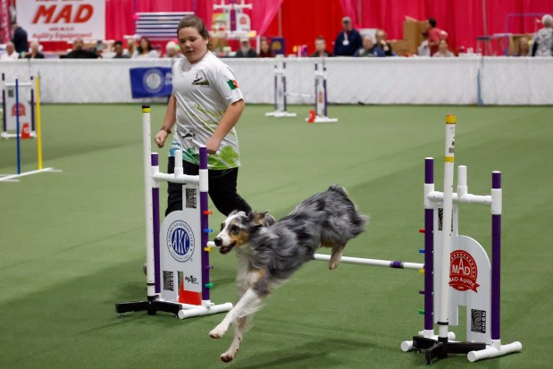 Australian Shepherd Rockey and Maya Fuqua, age 11, from La Mesa, New Mexico, run the agility course while competing in the junior division at the AKC National Championship at the Orange County Convention Center in Orlando on Friday, December 12, 2025.(Rich Pope/Orlando Sentinel)