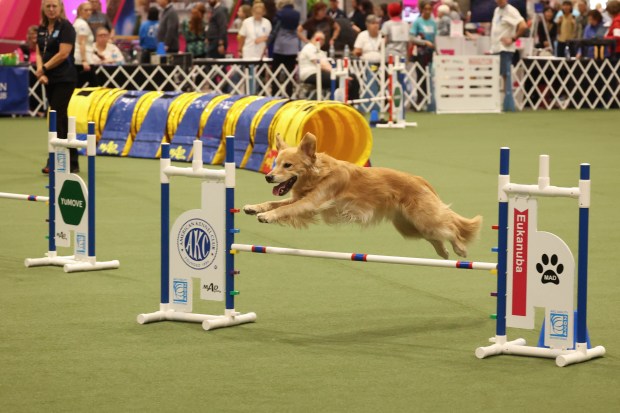 Willis takes a leap through the agility course while competing in the Junior Agility Division at the AKC National Championship at the Orange County Convention Center in Orlando on Friday, Dec. 13, 2024. (Rich Pope, Orlando Sentinel)