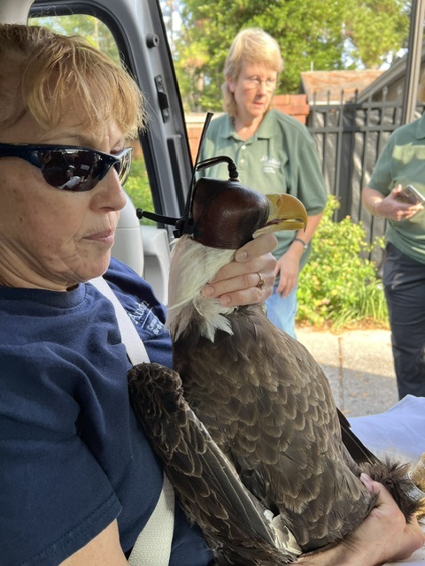Gayle Hamilton gets the job as "eagle cuddler" for the van ride to the release site. She will keep the majestic bird secure in her lap for the whole trip, making sure to hold its legs and head for safety. (Roger Simmons/Orlando Sentinel)