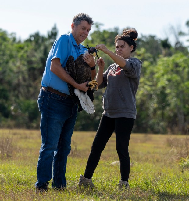 Orlando Sentinel executive editor Roger Simmons holds the bald eagle while a volunteer removes the hood from the head of the bird. Simmons was invited to be the person to release the eagle, the 801st to be returned to the wild by the birds of prey center. (Courtesy Tim Barker)