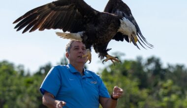 I got to help release a bald eagle back into the wild