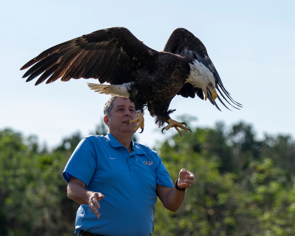 I got to help release a bald eagle back into the wild