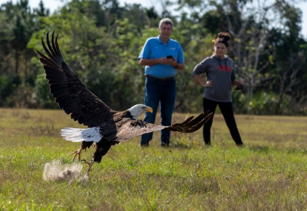 After checking out the landscape and sensing its new found freedom, the bald eagle takes off and returns to the wild. Thanks to its work, the center has returned more than 30 bald eagles to the wild this year. (Courtesy Tim Barker)